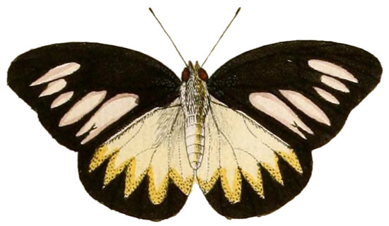 Pieter Cramer, Casper Stoll, Butterfly, volume 3 plate 195