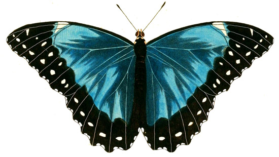 Pieter Cramer, Pasper Stoll, Butterfly, Junonia Orithya